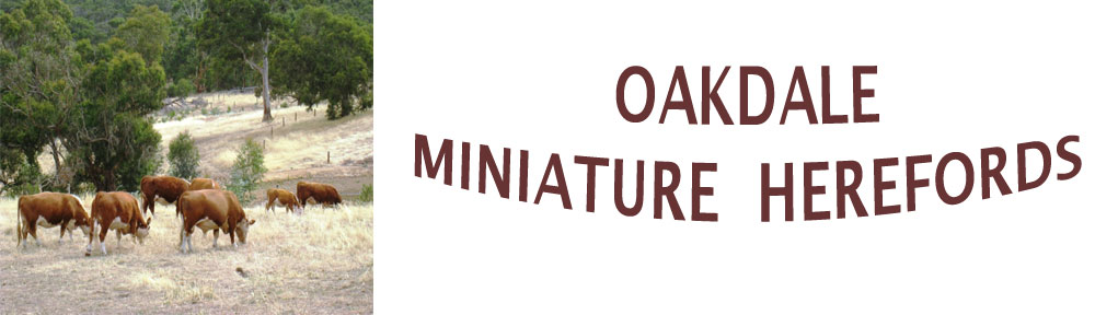 Oakdale Miniature Hereford Cattle